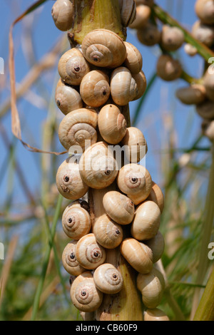 Sandhill snails (Theba pisana : Helicidae) fixed to a plant stem in dry weather, UK Stock Photo