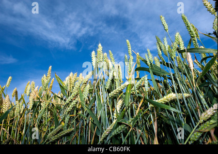 Heads of ripening wheat on stalk. Stock Photo