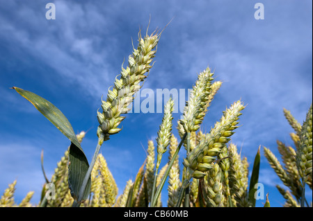 Heads of ripening wheat on stalk. Stock Photo