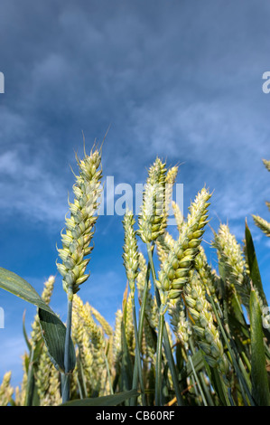 Heads of ripening wheat on stalk. Stock Photo