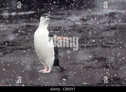 Chinstrap Penguin (pygoscelis antarctica), Deception Island, South Shetlands Stock Photo