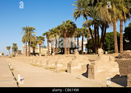 Row of Sphinx statues lining the route into Luxor Temple, formerly Thebes, in Egypt Stock Photo