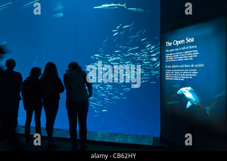 The magnificent Open Sea Exhibit at the Monterey Bay Aquarium. Stock Photo