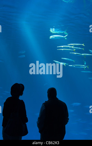 The magnificent Open Sea Exhibit at the Monterey Bay Aquarium. Stock Photo