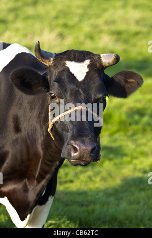 Friesian dairy or Fries stamboek milch cow on field in summer Stock Photo