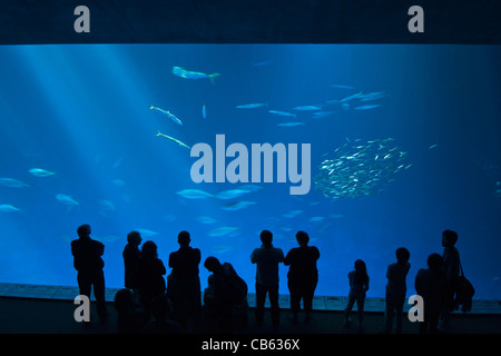 The magnificent Open Sea Exhibit at the Monterey Bay Aquarium. Stock Photo