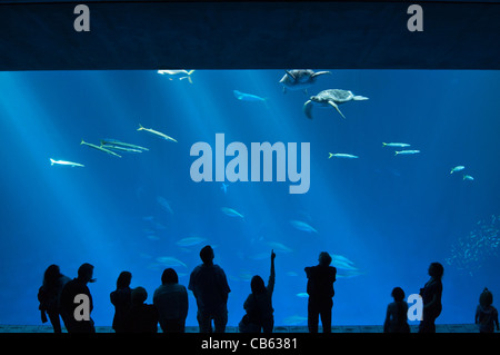 The magnificent Open Sea Exhibit at the Monterey Bay Aquarium. Stock Photo