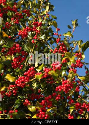 Holly berries against a blue sky Stock Photo