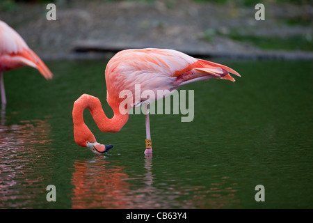 Caribbean or American Flamingo Phoenicopterus ruber  Feeding water surface, standing one leg, resting the other NB cervical vertebrae shapes in neck Stock Photo