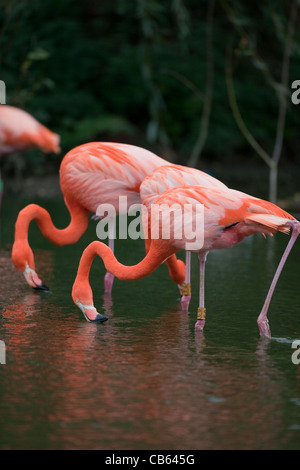 Caribbean, Rosy, American or Greater Flamingos (Phoenicopterus ruber ruber). Filter feeding from water surface. Stock Photo