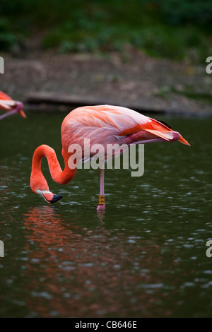 Caribbean, Rosy, American or Greater Flamingo (Phoenicopterus ruber ruber). Filter feeding from water surface. Stock Photo
