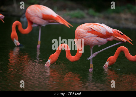 Caribbean or American Flamingo Phoenicopterus ruber  Feeding water surface, standing one leg, resting the other NB cervical vertebrae shapes in neck Stock Photo