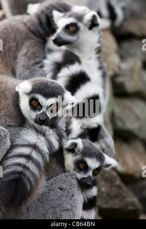 Ring-tailed Lemurs (Lemur catta). Whipsnade Zoo, Bedfordshire, England. Native to Madagascar. Stock Photo