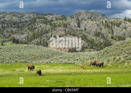 American Buffalo mothers and babies traveling the beautiful Yellowstone wilderness. Stock Photo