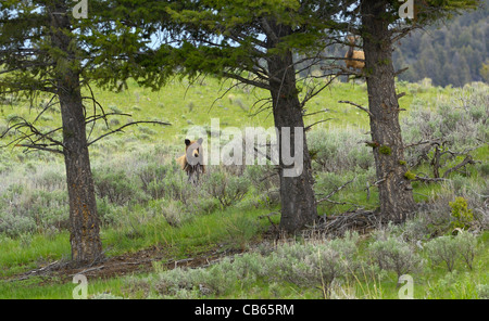 Cinnamon-colored Black Bear and elk in the distance in rocky mountain landscape. Stock Photo