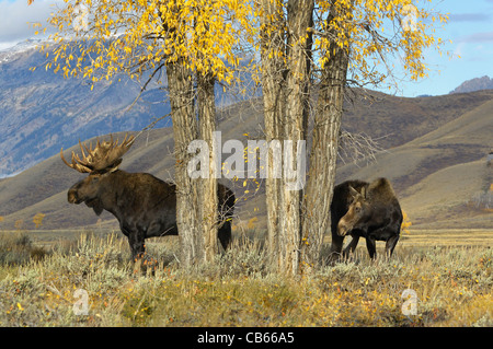Bull Moose and cow moose couple Stock Photo