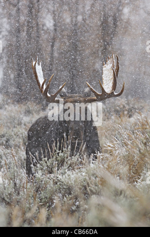 Bull Moose Portrait in Snowstorm Stock Photo