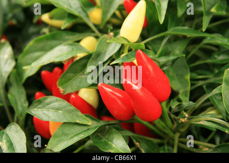 red and yellow chili pepper plant with peppers Stock Photo