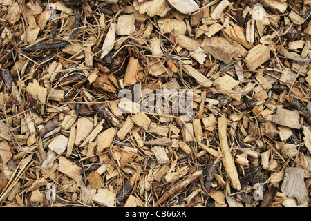wood chip and pine needle mulch background Stock Photo