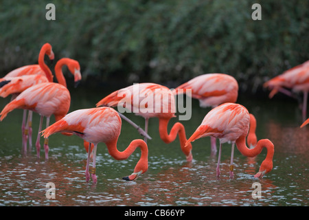 Caribbean or Rosy Flamingos (Phoenicopterus ruber ruber). Filter feeding from water surface. Stock Photo