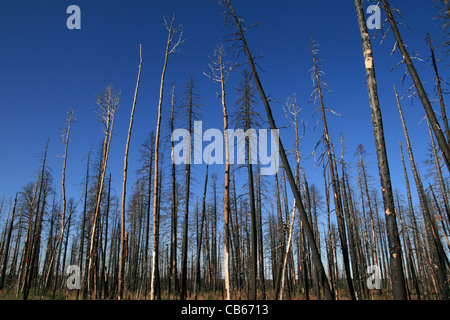 burned trees against a blue sky from the Warm Fire in the North Kaibab National Forest Stock Photo