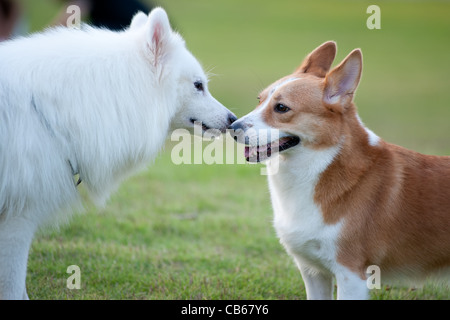 can a samoyed and a cardigan welsh corgi be friends