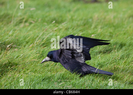 Rook (Corvus frugilegus). Wing stretching and defecating. Stock Photo