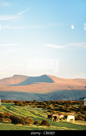 The summit of Pen y Fan seen from Libanus in the Brecon Beacons, Powys, south Wales, UK. Wild Welsh ponies. Summer morning Stock Photo