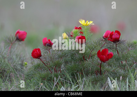 Fernlief Peony (rare plant in Bulgaria),Paeonia tenuifolia and Pheasant's eye (Adonis vernalis),Cap Kaliakra, Bulgaria Stock Photo