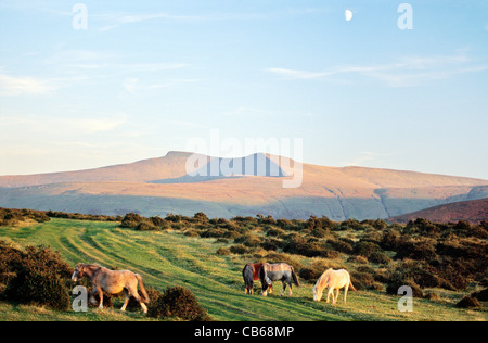 The summit of Pen y Fan seen from Libanus in the Brecon Beacons, Powys, south Wales, UK. Wild Welsh ponies. Summer morning Stock Photo