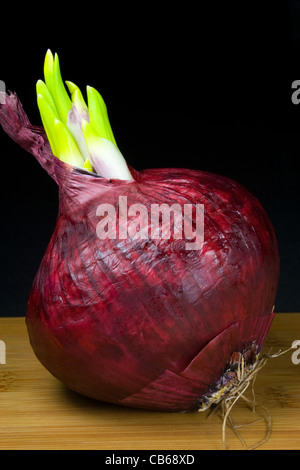 Sprouting Red Onion Stock Photo