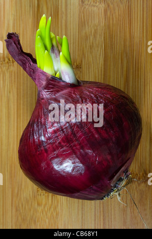 Sprouting Red Onion Stock Photo