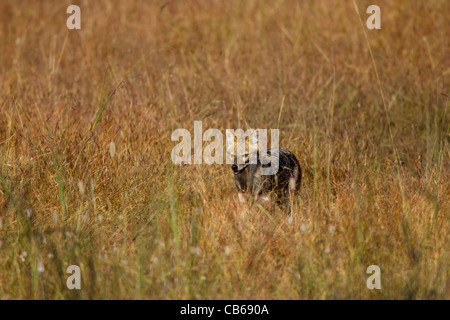 Indian Jackal (Canis aureus indicus), also known as the Himalayan Jackal is a subspecies of golden jackal native to India, Bhuta Stock Photo