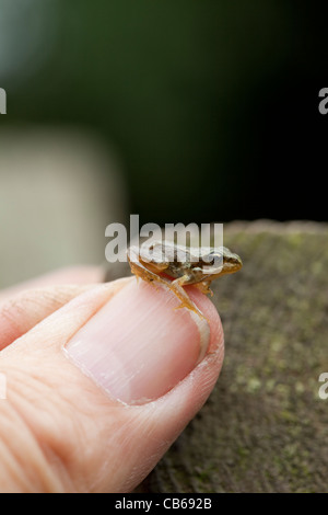 Common Frog (Rana temporaria). Recently metamorphosed 'froglet', on a human thumb. Stock Photo