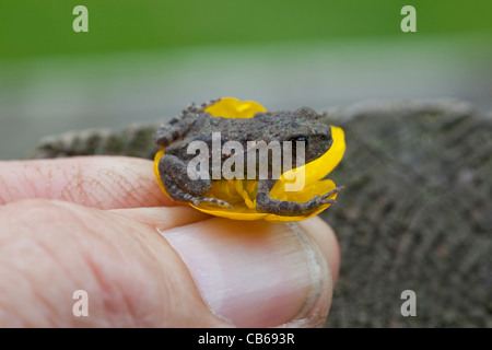 Common Toad (Bufo bufo). Recently metamorphosed 'toadlet', on a buttercup flower held between fingers. Stock Photo