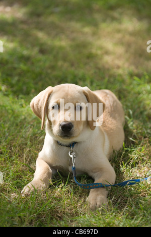 Yellow Labrador Puppy (Canis lupus familiaris). Ten weeks old. Stock Photo