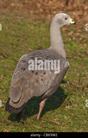 Cape Barren or Cereopsis Goose (Cereopsis novae-hollandiae). Stock Photo