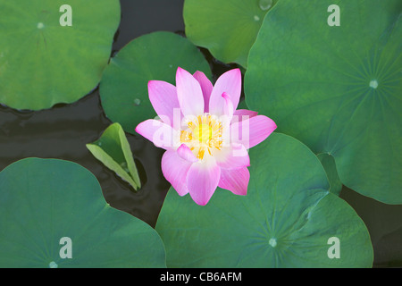 East Indian Lotus Stock Photo