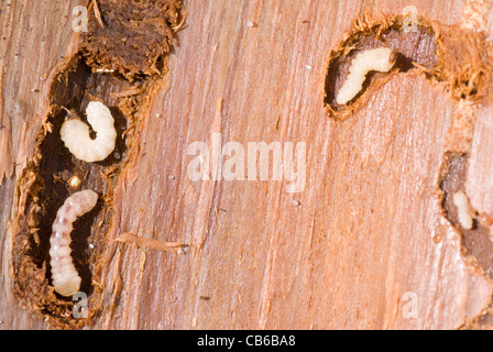 little woodworm lies on brown tree bark Stock Photo