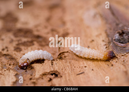 little woodworm lies on brown tree bark Stock Photo