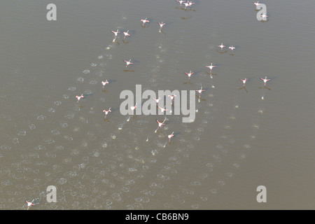 Flamingoes,Kenya,Africa Stock Photo