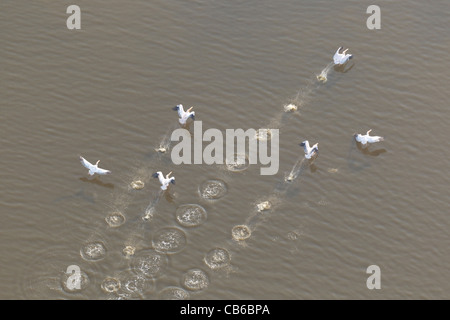 Flamingoes,Kenya,Africa Stock Photo