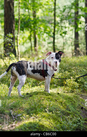 amstaff in the forest Stock Photo