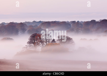 Bratley, New Forest National Park, Hampshire, UK, in autumn mist Stock Photo