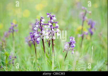 Green Winged Orchid Anacamptis morio UK Stock Photo