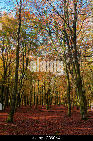 Beech trees, Broomy Inclosure, New Forest National Park, Hampshire Stock Photo