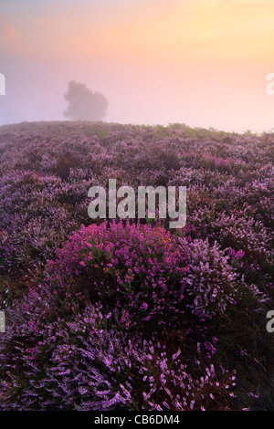 Sunrise on a misty late summer morning at Rockford Common in the New Forest National Park, Hampshire, UK Stock Photo