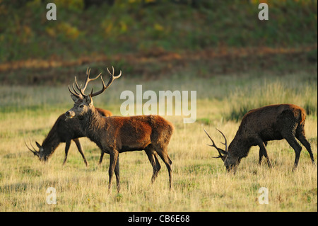 3 young red deer stags in a field Stock Photo