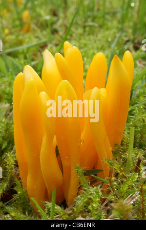 Yellow Club Fungus - Clavulinopsis helvola Stock Photo