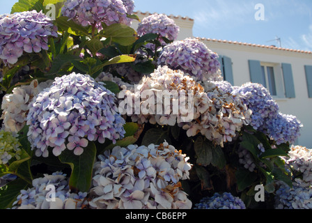 Hydrangea in front of tradtional Ile d'Yeu island home near the beach Plage de la Borgne of Port Jointville, Yeu island, Vendée Stock Photo